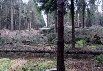 Kyrill im Nationalpark Eifel, 19. Januar 2007
