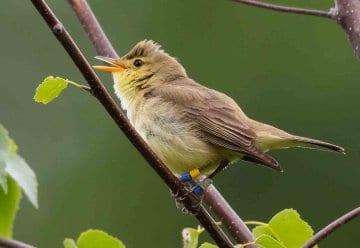 Mediterraner Einwanderer liebt Höhenlagen im Nationalpark Eifel