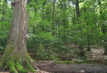 Mehr Totholz im Nationalparkforstamt Eifel als im Landesdurchschnitt