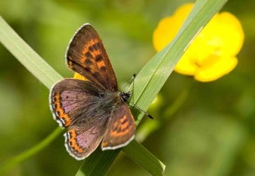 Mehr als 1.800 Rote Liste Arten im Nationalpark Eifel