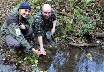 Mehr als 130 heimische Steinkrebse in Bäche im Nationalpark Eifel entlassen