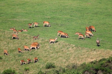 Met een beetje geluk kun je het hele jaar door edelherten observeren op het Dreiborn-plateau.