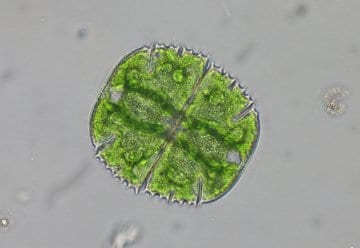 Micrasterias truncata