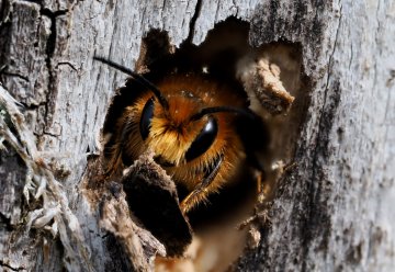 Mit Profifotograf auf Motivsuche in die „Wildnis(t)räume“ im Nationalpark Eifel