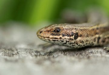 Mit Profifotograf auf Motivsuche in die „Wildnis(t)räume“ im Nationalpark Eifel
