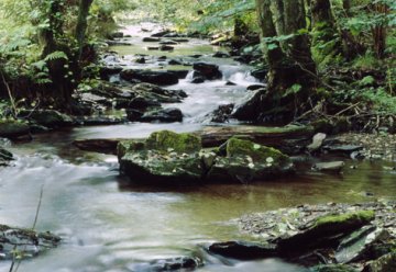 Mit Waldführern und Gastgebern &quot;Orte der Kraft&quot; entdecken