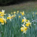 Mitte April wird im Nationalpark Eifel die Hochblüte der Narzisse erwartet (Quelle: M. Wetzel).