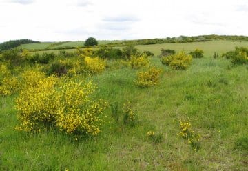 Monat des „Eifelgoldes“ (PM vom 25. Mai 2010)