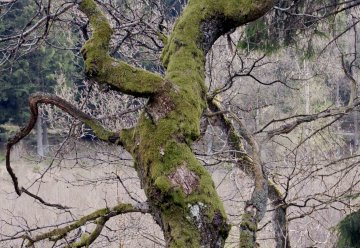 Moose und Flechten als wichtige Indikatoren für Waldbefinden