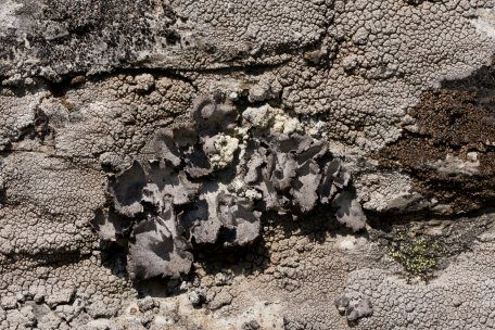 Nabelflechten (Umbilicaria), sind als Spezialisten in ihrem Bestand in Nordrhein-Westfalen gefährdet und deshalb in der Roten Liste aufgeführt.