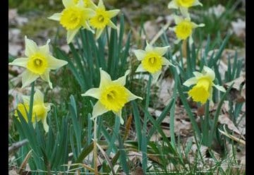 Narzissenblüte - das gelbe Blütenmeer im Nationalpark