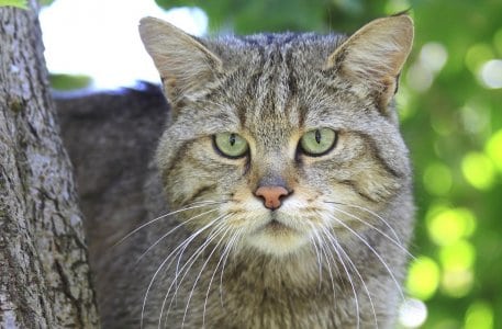 National Parks provide vital safe havens for threatened species as the wild cat.