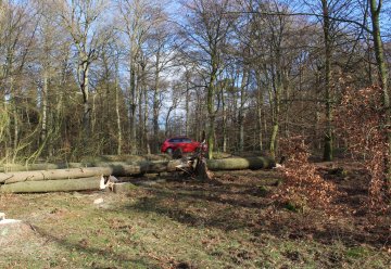 Nationalpark Eifel: Sicherheit geht vor – abgestorbene Fichten an Straßenrändern werden gefällt