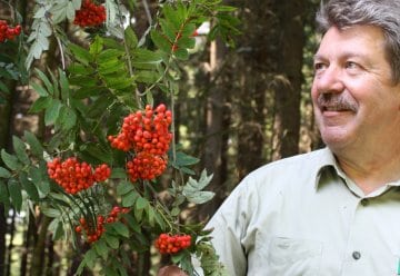 Nationalpark Eifel: Vogelbeeren satt