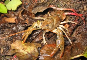 Nationalpark Eifel soll Lebensraum für den Steinkrebs werden