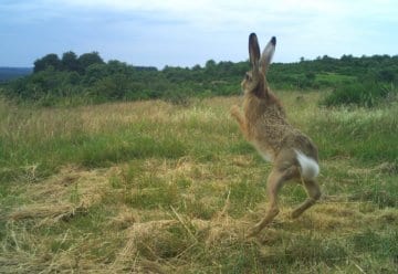Nationalpark Eifel unterstützt Wildtierforschung ohne Grenzen