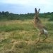 Nationalpark Eifel unterstützt Wildtierforschung ohne Grenzen