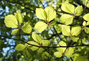 Nationalpark sucht Verstärkung: Forstwirtin/Forstwirt für die Verkehrssicherung