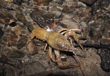 Neuer Artenfund im Nationalpark Eifel: Galizischer Sumpfkrebs