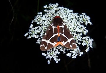 Neues aus der Mottenkiste: Brauner Bär, Warzenbeißer und Co.