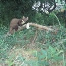 Neugierig und fotogen: Ein Baummarder posiert vor einer Wildkatzen-Fotofalle. (Quelle: Nationalparkforstamt Eifel)
