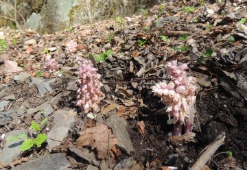 Neuzugang in der Artenliste des Nationalparks Eifel