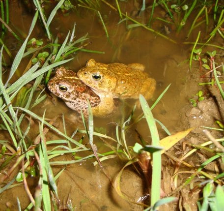 Ohne menschliche Unterstützung verliert die Kreuzkröte auf der Dreiborner Hochfläche immer mehr Lebensräume. Foto: T. Hahn
