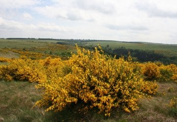 Pionier färbt Nationalpark golden (PM vom 21. Mai 2008)