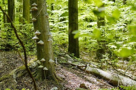 Protecting natural processes (process conservation) across large areas is a key priority in a National Park.