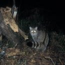 Quelle: Nationalparkforstamt Eifel. Die Bildbeschreibung finden Sie bitte unter der PM.