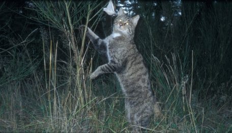 Quelle: Nationalparkforstamt Eifel. Weitere Fotos unter &quot;Weiter lesen&quot;.
