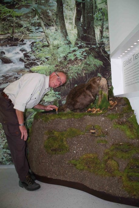 Ranger der Umweltbildung Helmut Bergsch modellierte nicht nur die tastbaren Tierfiguren aus Bronze, sondern auch diesen Lebensraum für den präparierten Biber, den die Gäste anfassen, riechen und hören können.