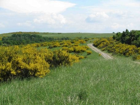 Ranger des Nationalpark Eifel laden zum Europäischen Tag der Parke zu einer Ginster-Wanderung über die Dreiborner Hochfläche ein.