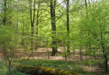 Rotbuche setzt auf Schattenstrategie 