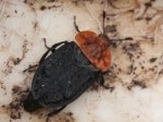 Rothalsige Silphe (Autor: Dr. A. Pardey)