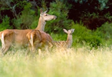 Barrier Free Animal Observation Eifel National Park