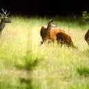 Rothirsche im Nationalpark Eifel. Bildautor: Josef Bey