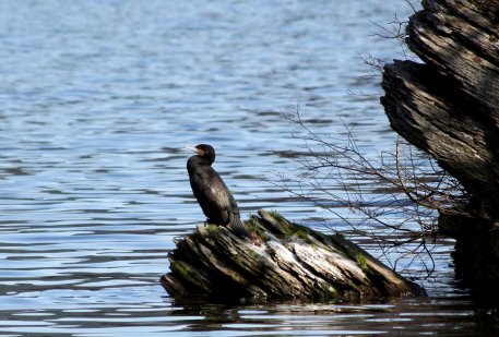 Seit 2002 brütet am Urftsee eine Kolonie Kormorane.