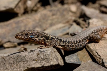 Seltene Arten wie die wärmeliebende Mauereidechse würden unter zunehmender Beschattung in ihrem Bestand zurückgehen.