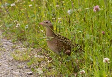 Seltener Langstreckenflieger im Nationalpark Eifel gesichtet