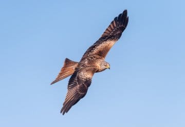 Sonderausstellung zum Rotmilan im Nationalpark-Zentrum Eifel