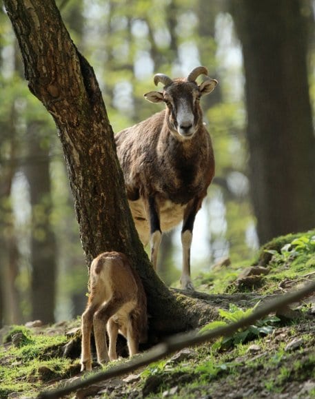 Stehen auch an steilen Hänger immer sicher: Muffel sind hervorragende Kletterer!