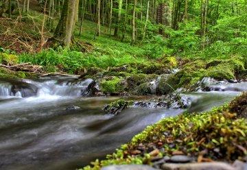 Beken zijn een waardevolle habitat voor een groot aantal levende organismen.