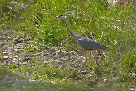 Sucht Stillgewässer zum &quot;Fischen&quot; auf: Der Graureiher
