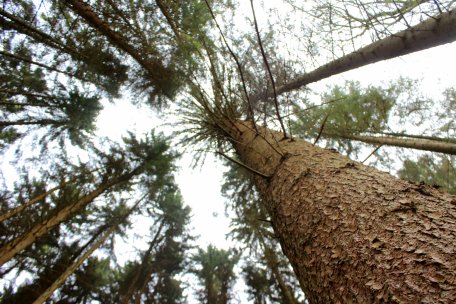 The spruce is not a tree that is native to the Eifel and it is particularly dominant in the southern part of the National Park. 