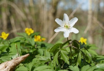 Tipps für einen erholsamen Waldbesuch zu Ostern