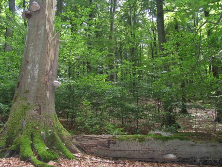 Totholz steckt voller Leben und bildet wichtige Lebensräume für Tiere und Pflanzen. Foto: A. Simantke