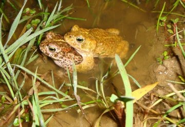 Überlebenshilfe für die Kreuzkröte im Nationalpark