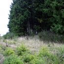 Um die Naturverjüngung der Fichten auf der Dreiborner Hochfläche in Zukunft zu verhindern, werden einige Fichtenbereiche entfernt. (Foto: Nationalparkverwaltung Eifel/A. Simantke)