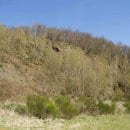 Um die Vorkommen wärmeliebender Tier- und Pflanzenarten zu erhalten müssen einzelne Gehölze auf sonnenexponierten Bereichen entfernt werden.